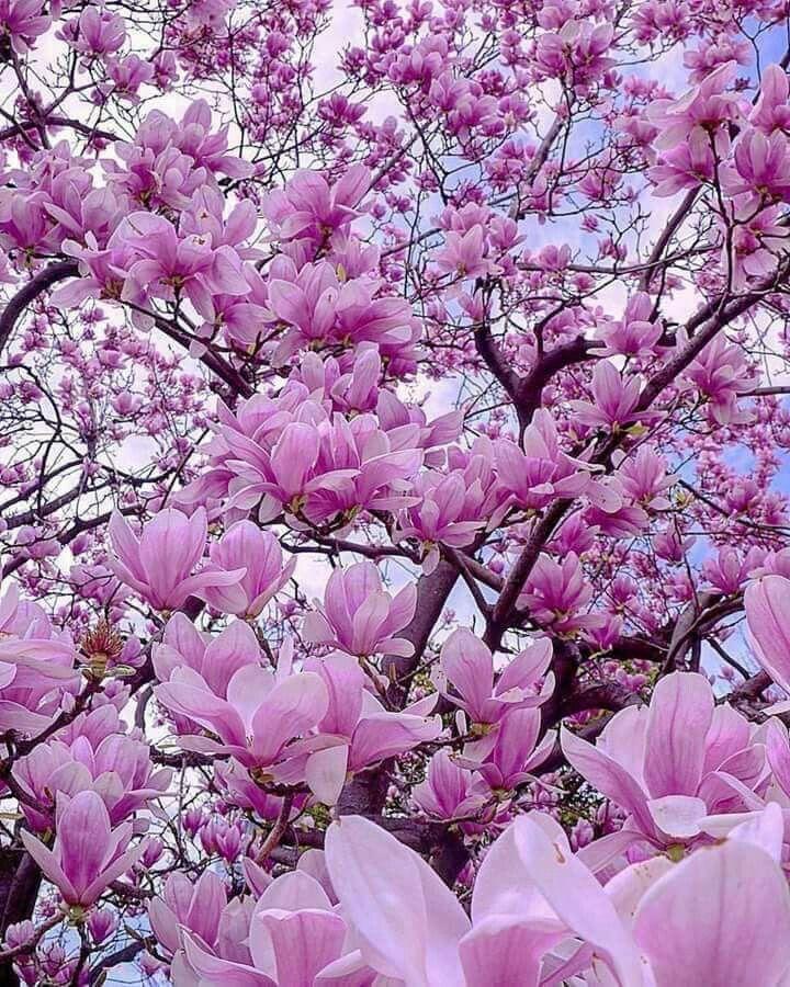 Secret Garden's Whispering Floral Dreams
